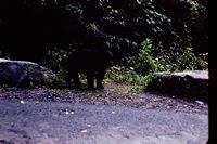 Pic 1