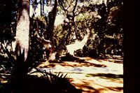Pic 1