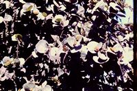 Pic 1