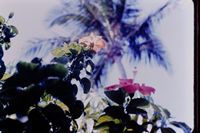 Pic 1